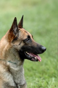 Schutzhund