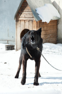 Crime Prevention Measures can Include Guard Dogs